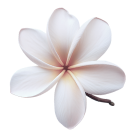 transparent background showcases frangipani blossom g 1 4 1 1