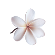 transparent background showcases frangipani blossom g 1 4 1 2 1